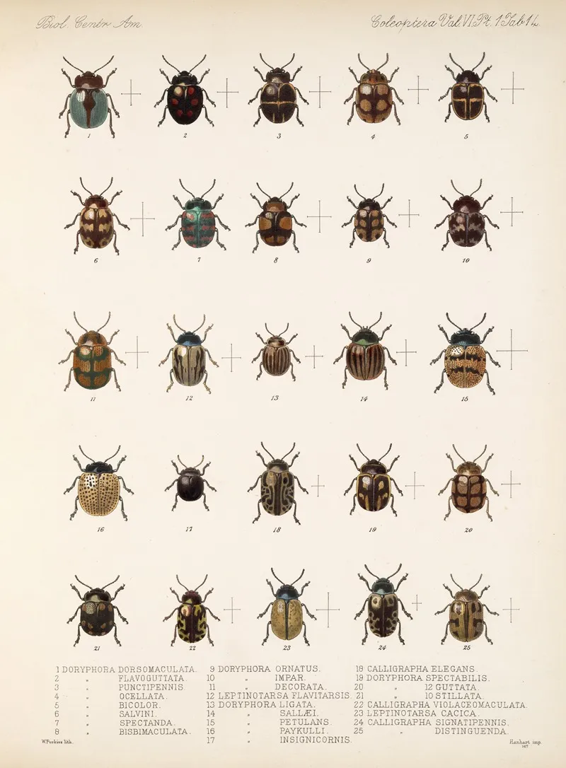 Insecta Coleoptera Pl 246 Wall Art by Frederick DuCane Godman - High-Resolution Digital Print
