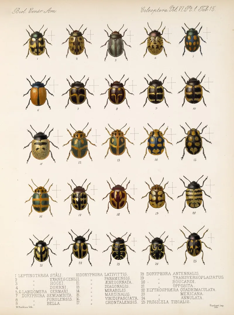 Insecta Coleoptera Pl 247 Wall Art by Frederick DuCane Godman - High-Resolution Digital Print