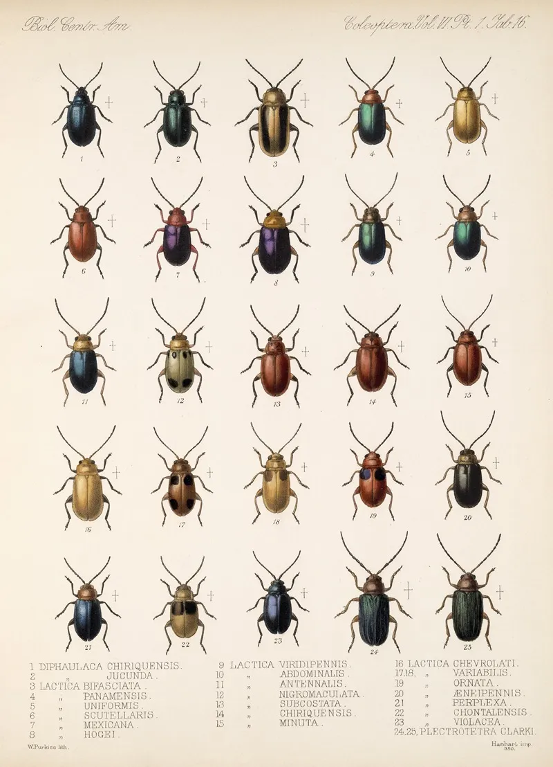Insecta Coleoptera Pl 248 Wall Art by Frederick DuCane Godman - High-Resolution Digital Print