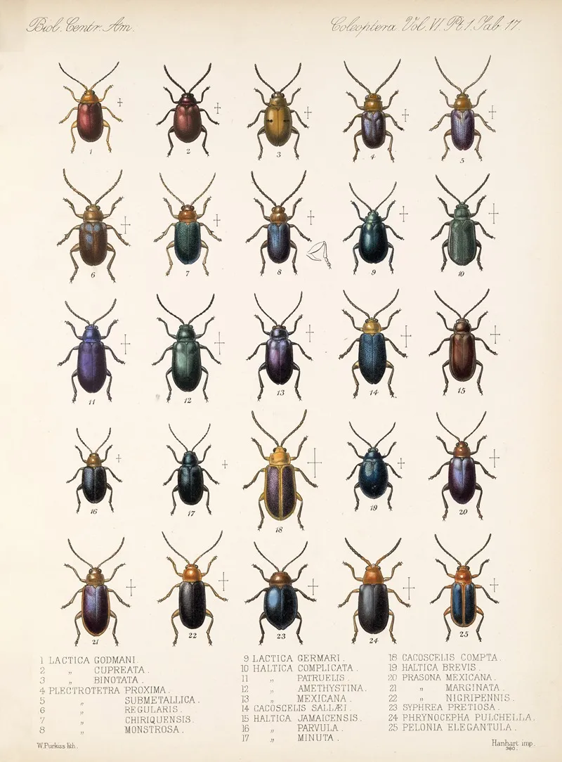 Insecta Coleoptera Pl 249 Wall Art by Frederick DuCane Godman - High-Resolution Digital Print