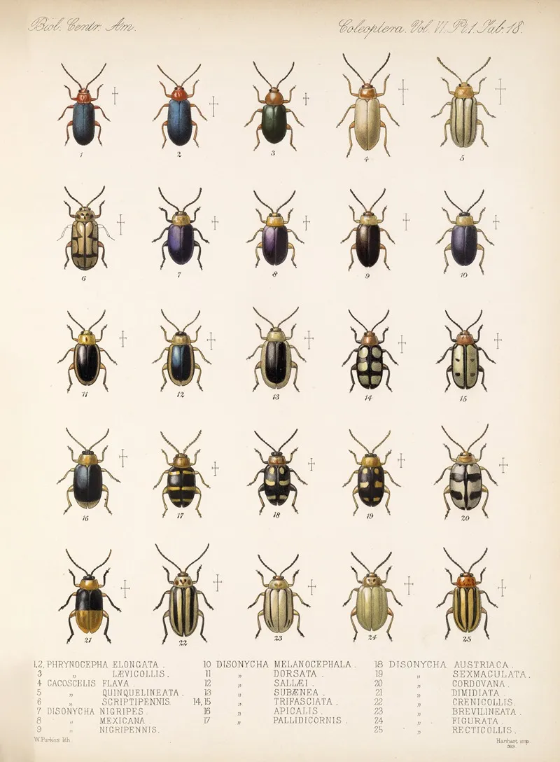 Insecta Coleoptera Pl 250 Wall Art by Frederick DuCane Godman - High-Resolution Digital Print