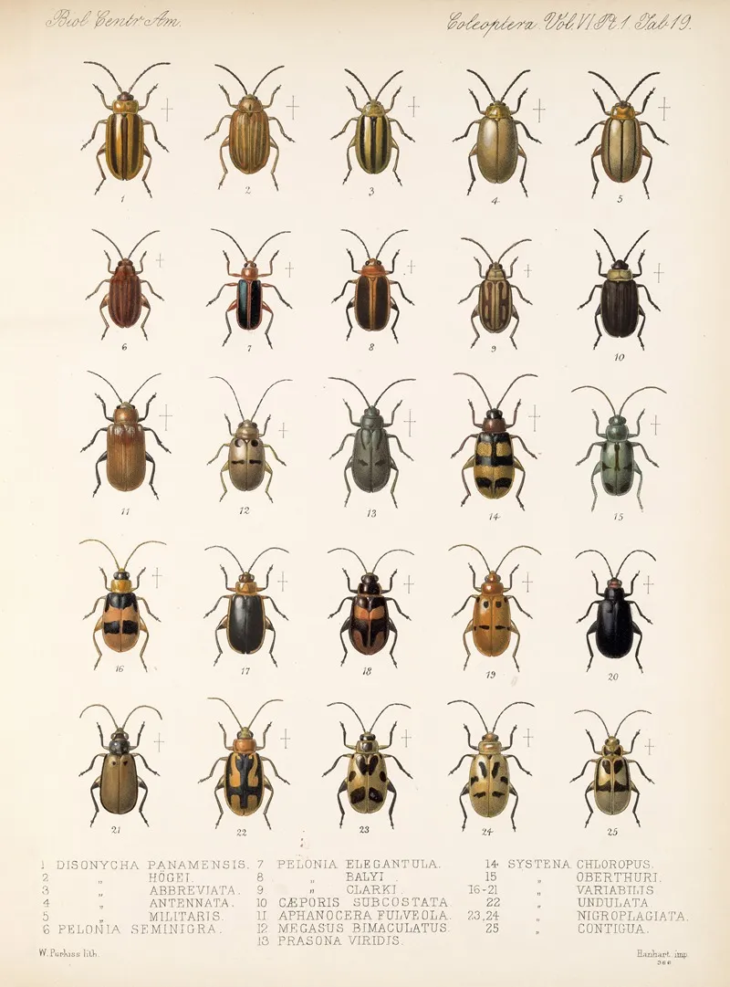 Insecta Coleoptera Pl 251 Wall Art by Frederick DuCane Godman - High-Resolution Digital Print