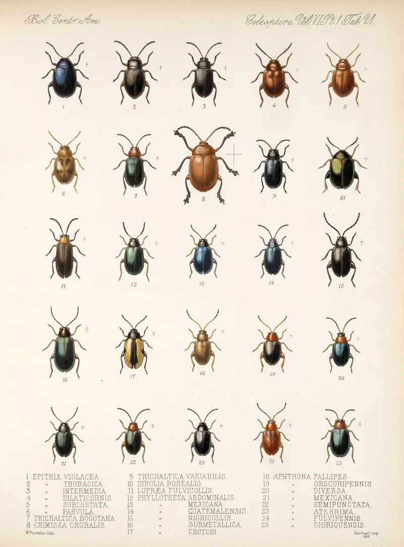 Insecta Coleoptera Pl 253 Wall Art by Frederick DuCane Godman - High-Resolution Digital Print