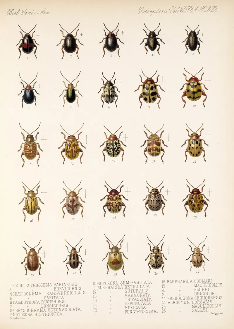 Insecta Coleoptera Pl 254 Wall Art by Frederick DuCane Godman - High-Resolution Digital Print