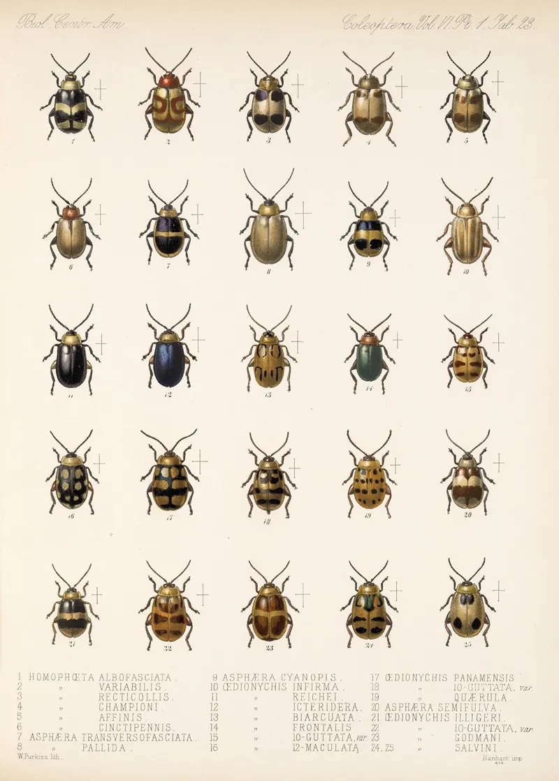 Insecta Coleoptera Pl 255 Wall Art by Frederick DuCane Godman - High-Resolution Digital Print