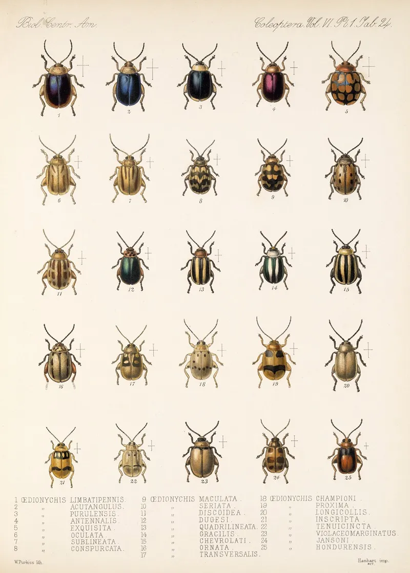 Insecta Coleoptera Pl 256 Wall Art by Frederick DuCane Godman - High-Resolution Digital Print