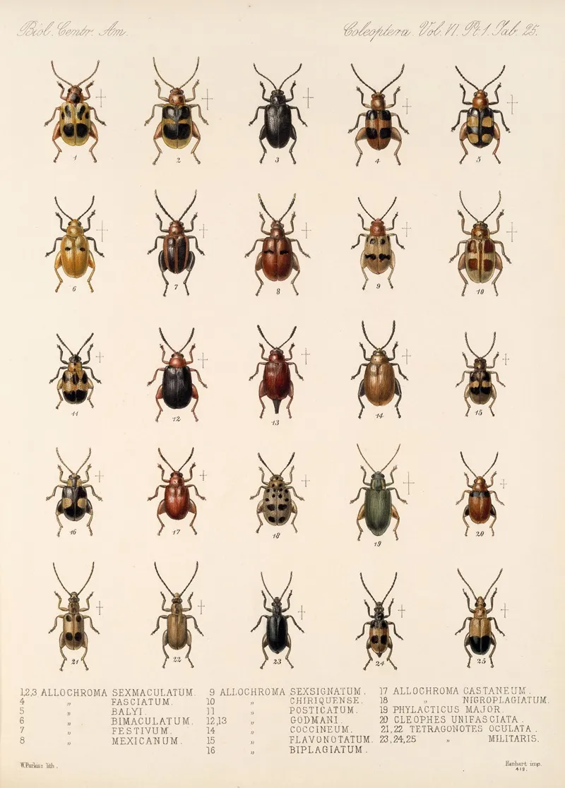 Insecta Coleoptera Pl 257 Wall Art by Frederick DuCane Godman - High-Resolution Digital Print