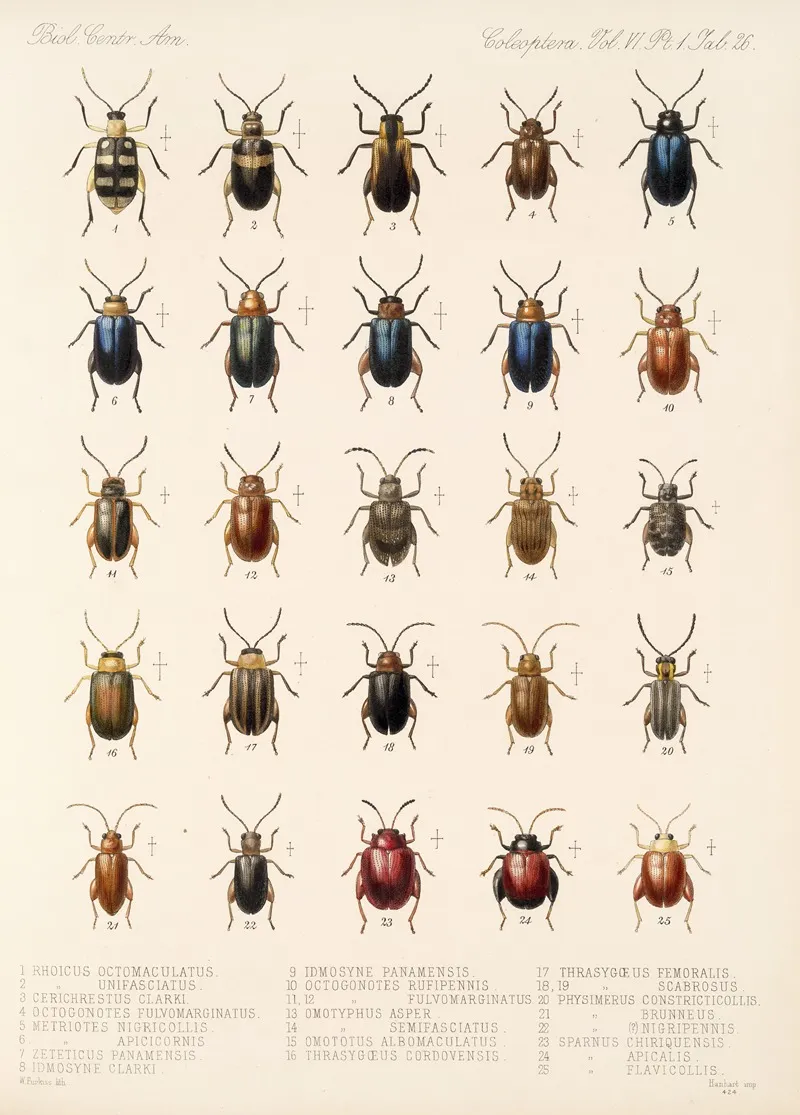 Insecta Coleoptera Pl 258 Wall Art by Frederick DuCane Godman - High-Resolution Digital Print