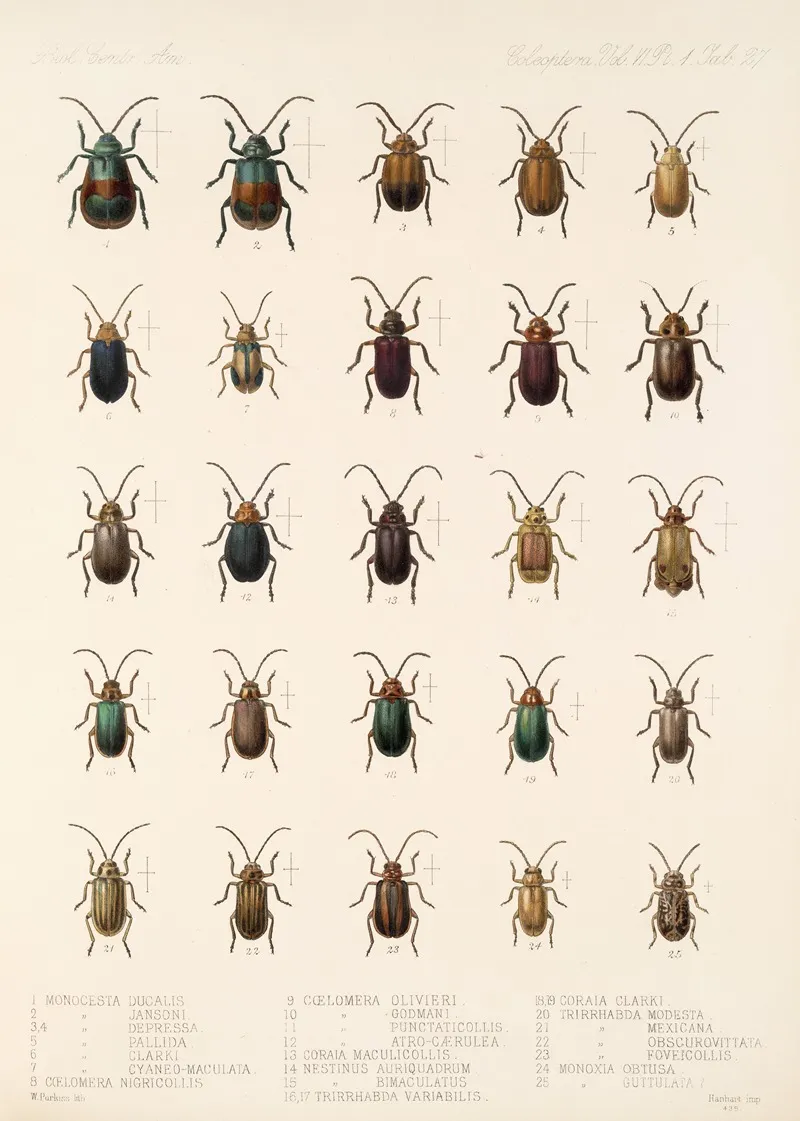 Insecta Coleoptera Pl 259 Wall Art by Frederick DuCane Godman - High-Resolution Digital Print