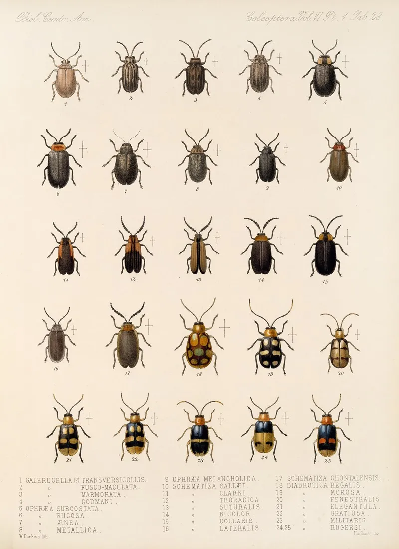 Insecta Coleoptera Pl 260 Wall Art by Frederick DuCane Godman - High-Resolution Digital Print
