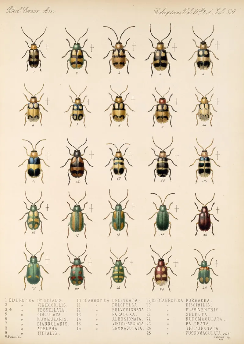 Insecta Coleoptera Pl 261 Wall Art by Frederick DuCane Godman - High-Resolution Digital Print