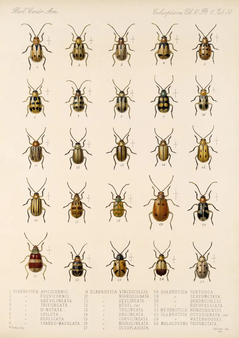 Insecta Coleoptera Pl 262 Wall Art by Frederick DuCane Godman - High-Resolution Digital Print