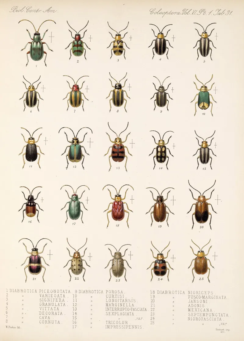 Insecta Coleoptera Pl 263 Wall Art by Frederick DuCane Godman - High-Resolution Digital Print