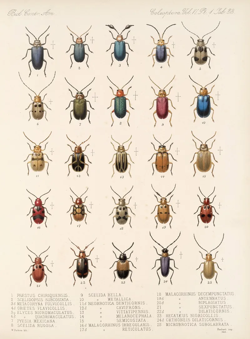 Insecta Coleoptera Pl 265 Wall Art by Frederick DuCane Godman - High-Resolution Digital Print