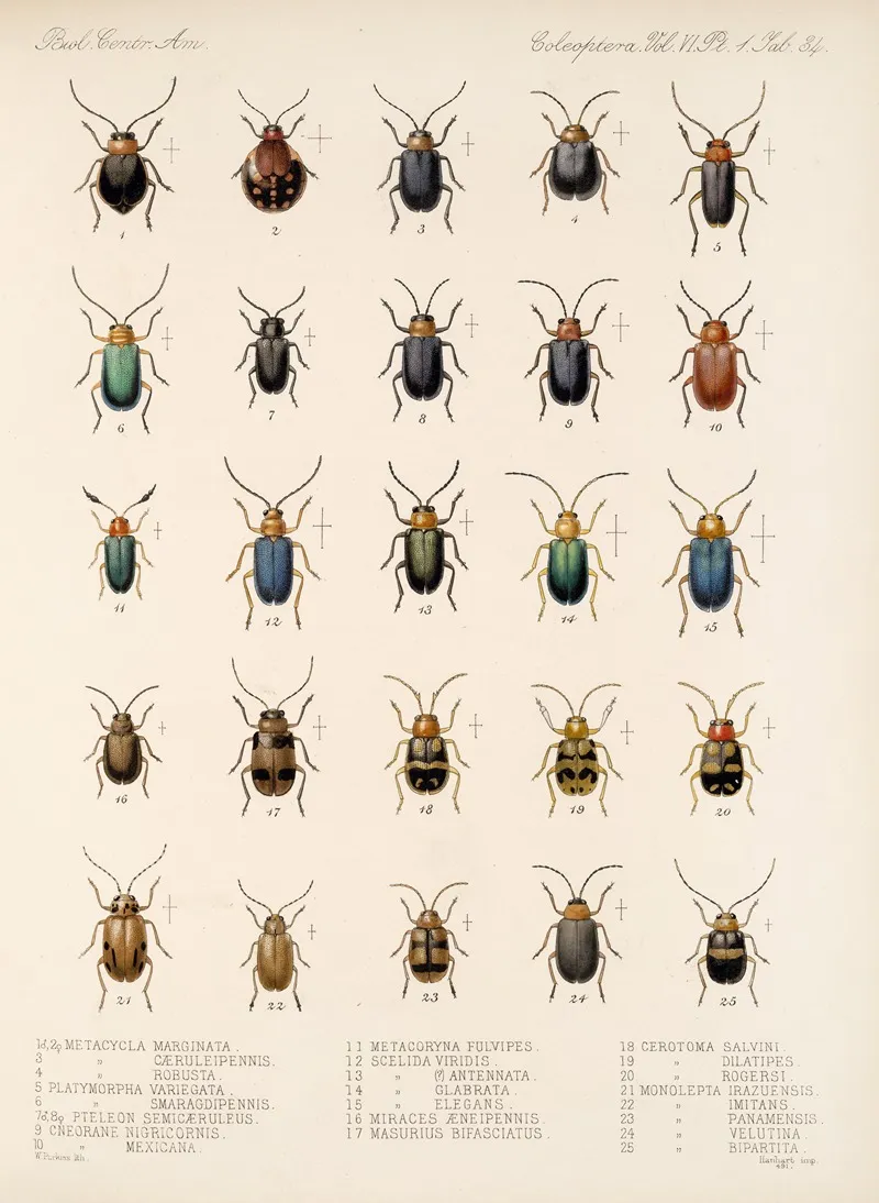 Insecta Coleoptera Pl 266 Wall Art by Frederick DuCane Godman - High-Resolution Digital Print