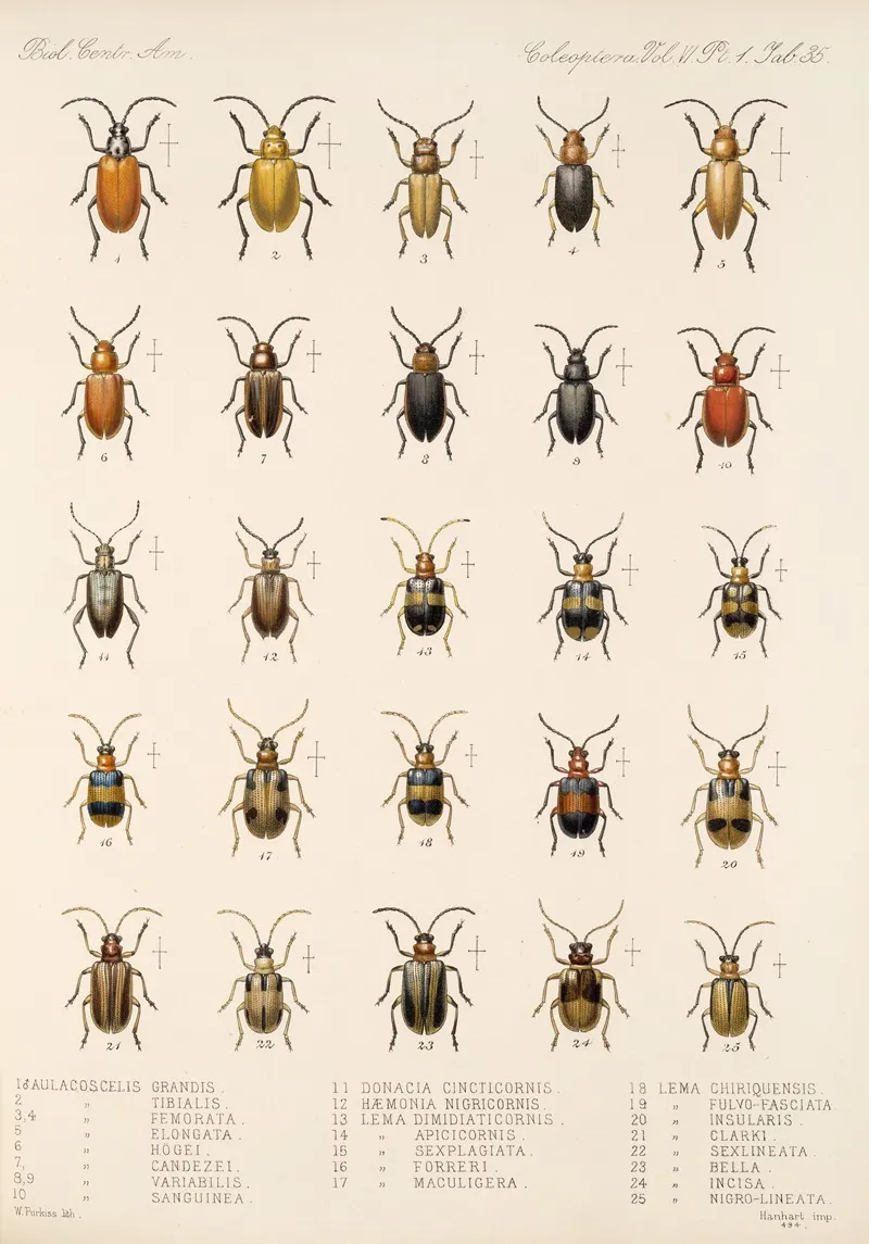 Insecta Coleoptera Pl 267 Wall Art by Frederick DuCane Godman - High-Resolution Digital Print