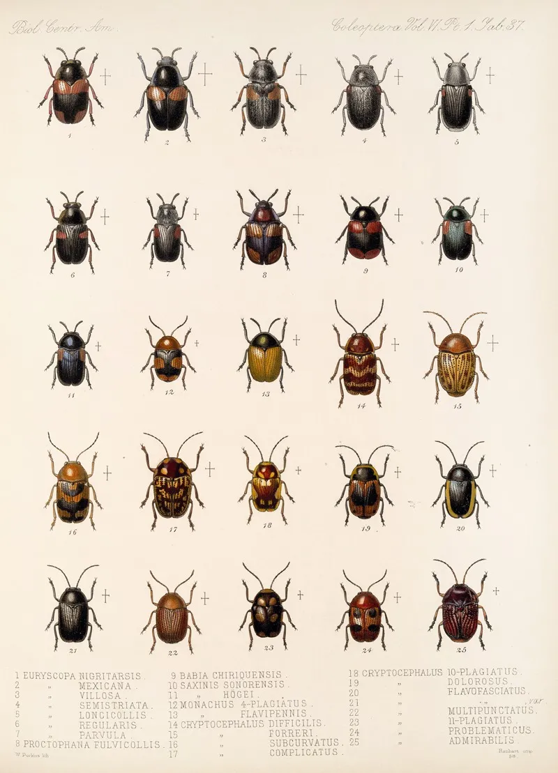 Insecta Coleoptera Pl 269 Wall Art by Frederick DuCane Godman - High-Resolution Digital Print