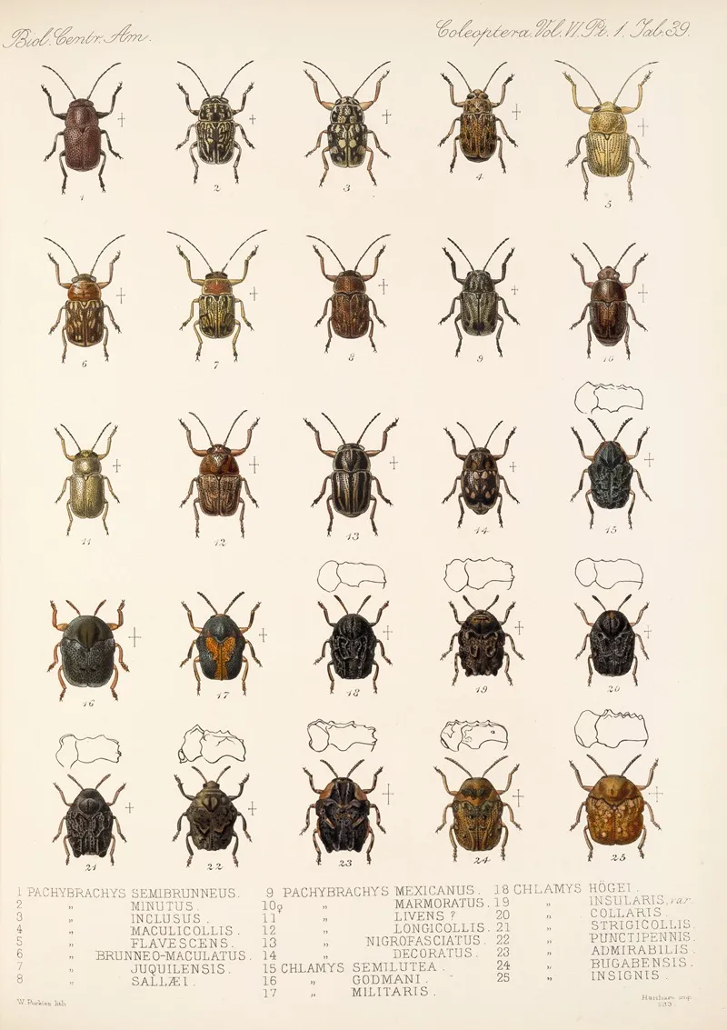 Insecta Coleoptera Pl 271 Wall Art by Frederick DuCane Godman - High-Resolution Digital Print