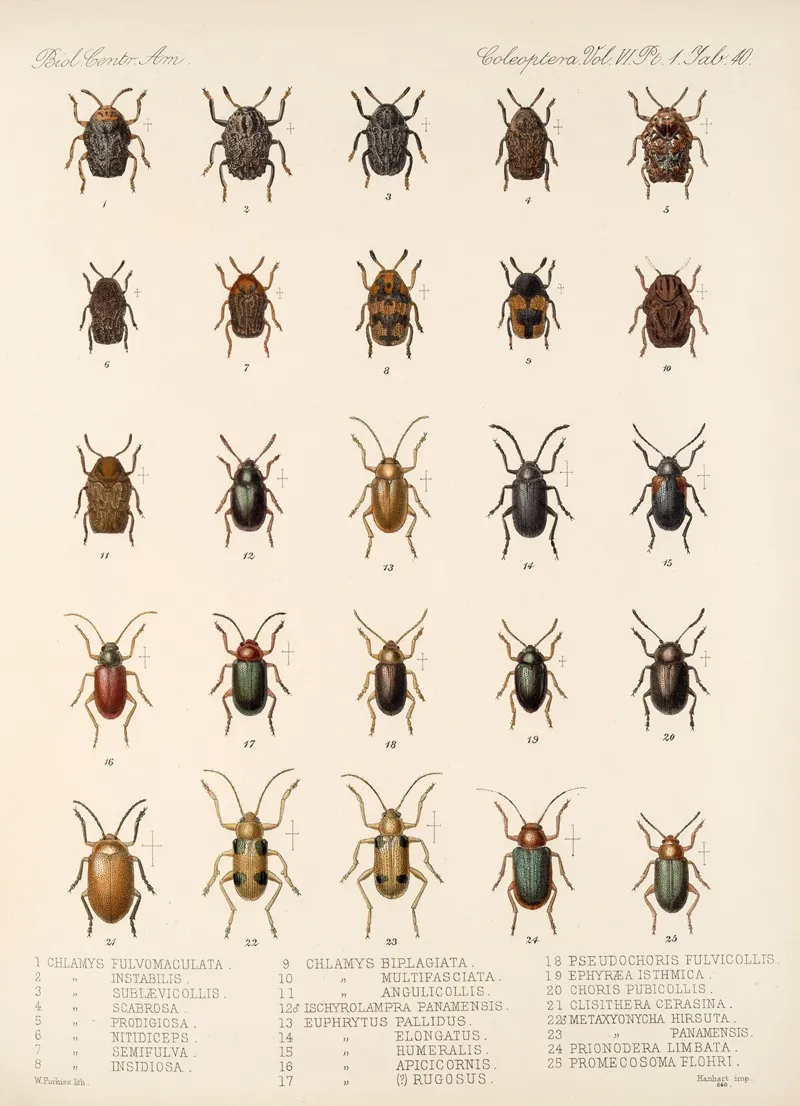 Insecta Coleoptera Pl 272 Wall Art by Frederick DuCane Godman - High-Resolution Digital Print