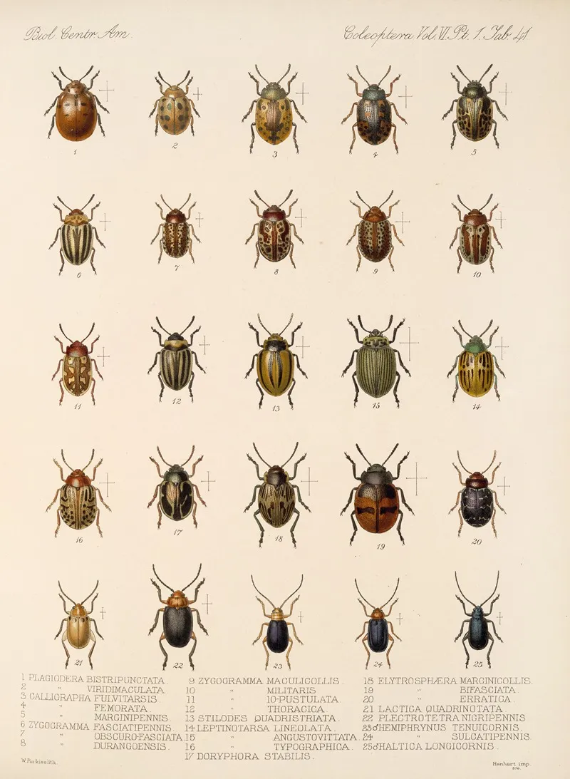 Insecta Coleoptera Pl 273 Wall Art by Frederick DuCane Godman - High-Resolution Digital Print