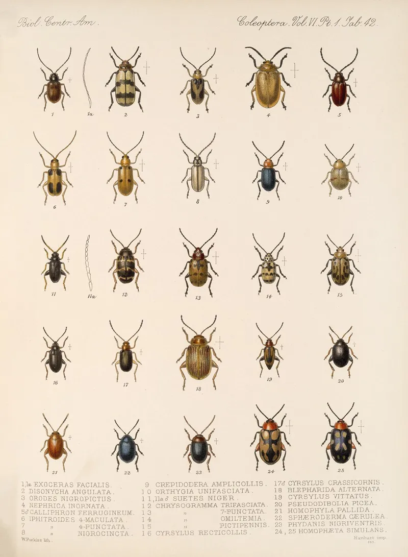 Insecta Coleoptera Pl 274 Wall Art by Frederick DuCane Godman - High-Resolution Digital Print
