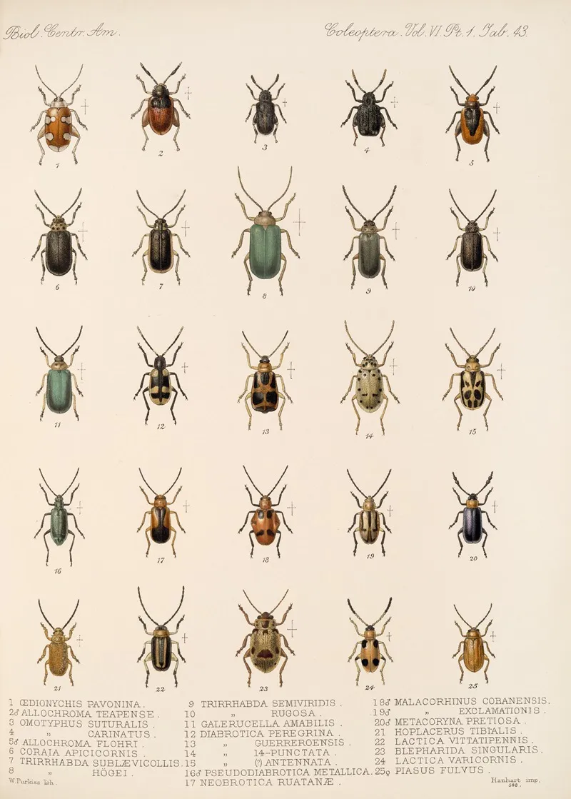 Insecta Coleoptera Pl 275 Wall Art by Frederick DuCane Godman - High-Resolution Digital Print