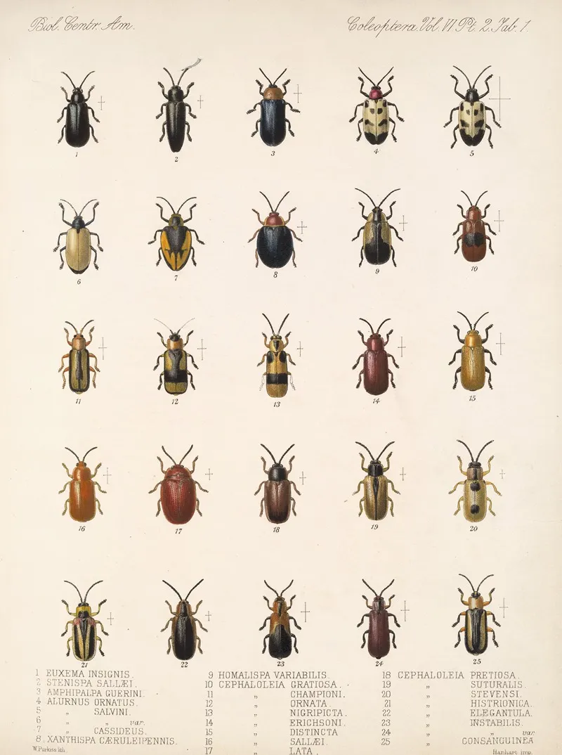 Insecta Coleoptera Pl 276 Wall Art by Frederick DuCane Godman - High-Resolution Digital Print