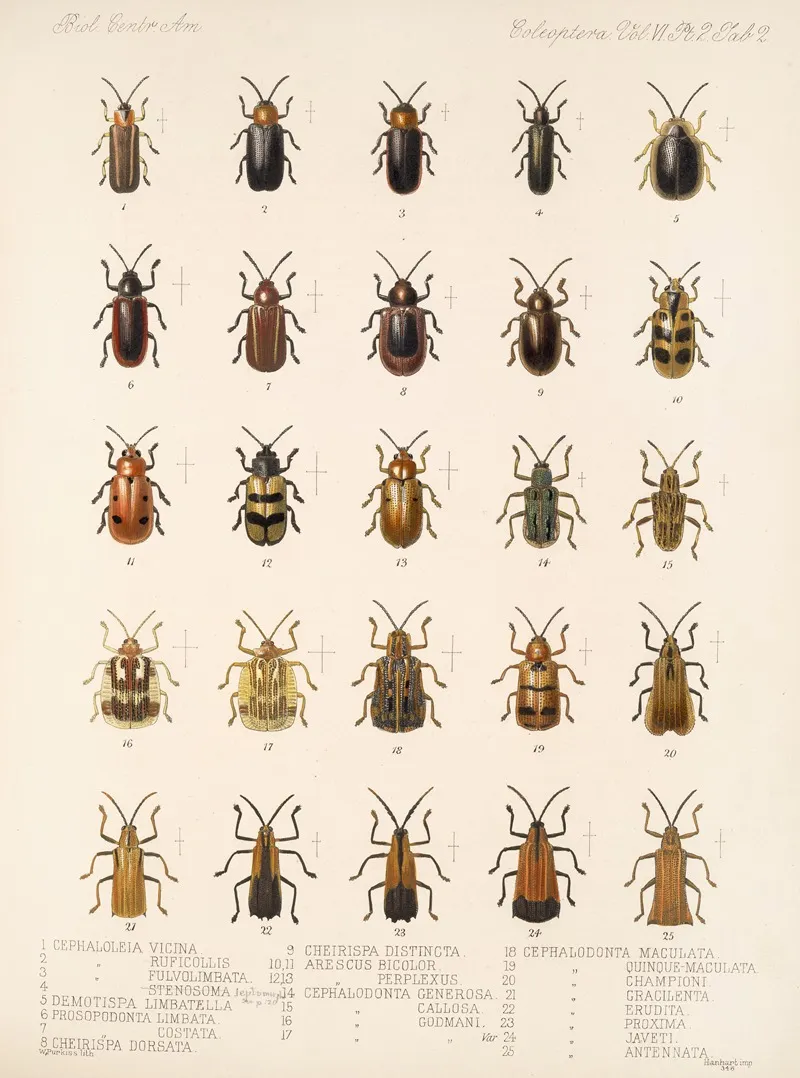 Insecta Coleoptera Pl 277 Wall Art by Frederick DuCane Godman - High-Resolution Digital Print