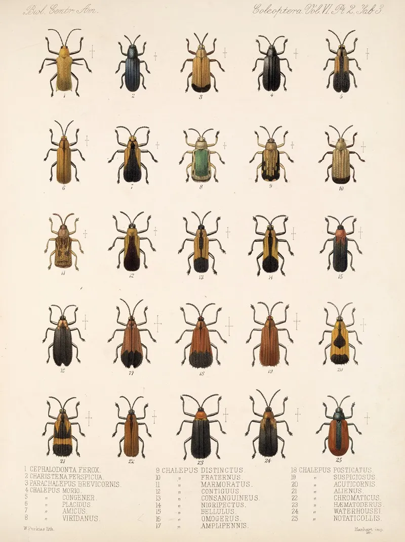 Insecta Coleoptera Pl 278 Wall Art by Frederick DuCane Godman - High-Resolution Digital Print