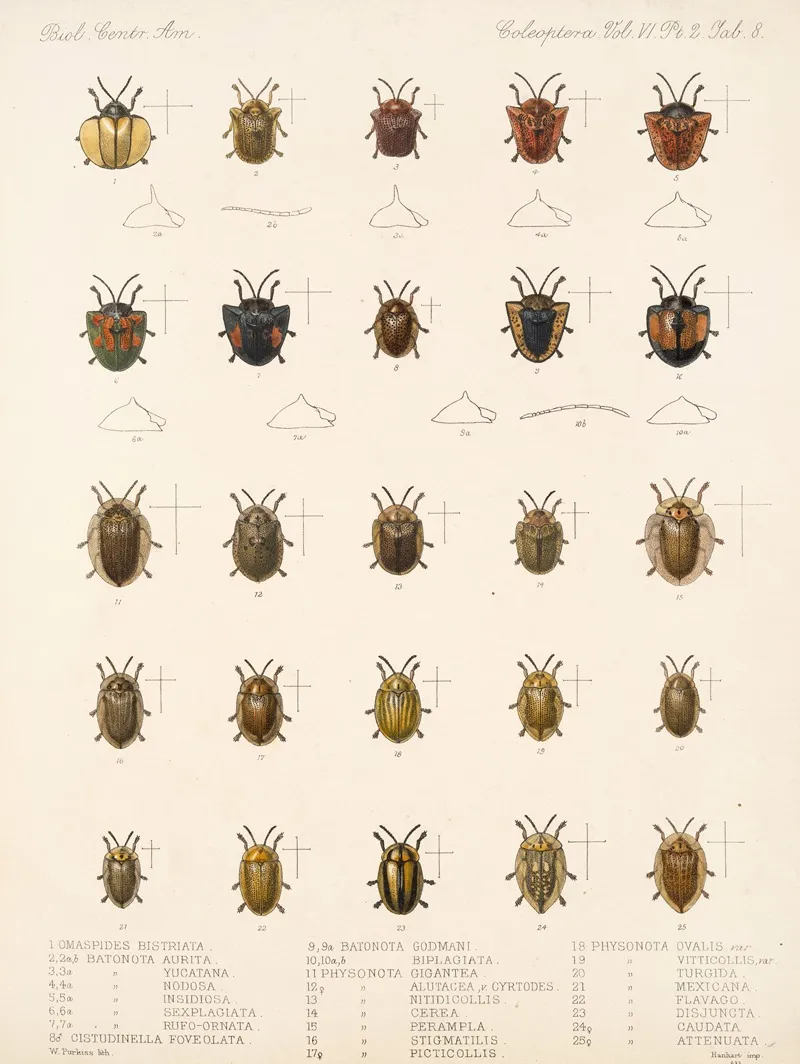 Insecta Coleoptera Pl 283 Wall Art by Frederick DuCane Godman - High-Resolution Digital Print