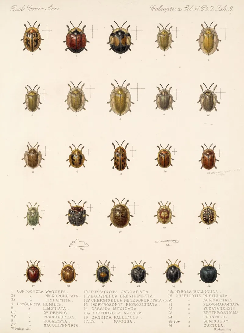 Insecta Coleoptera Pl 284 Wall Art by Frederick DuCane Godman - High-Resolution Digital Print