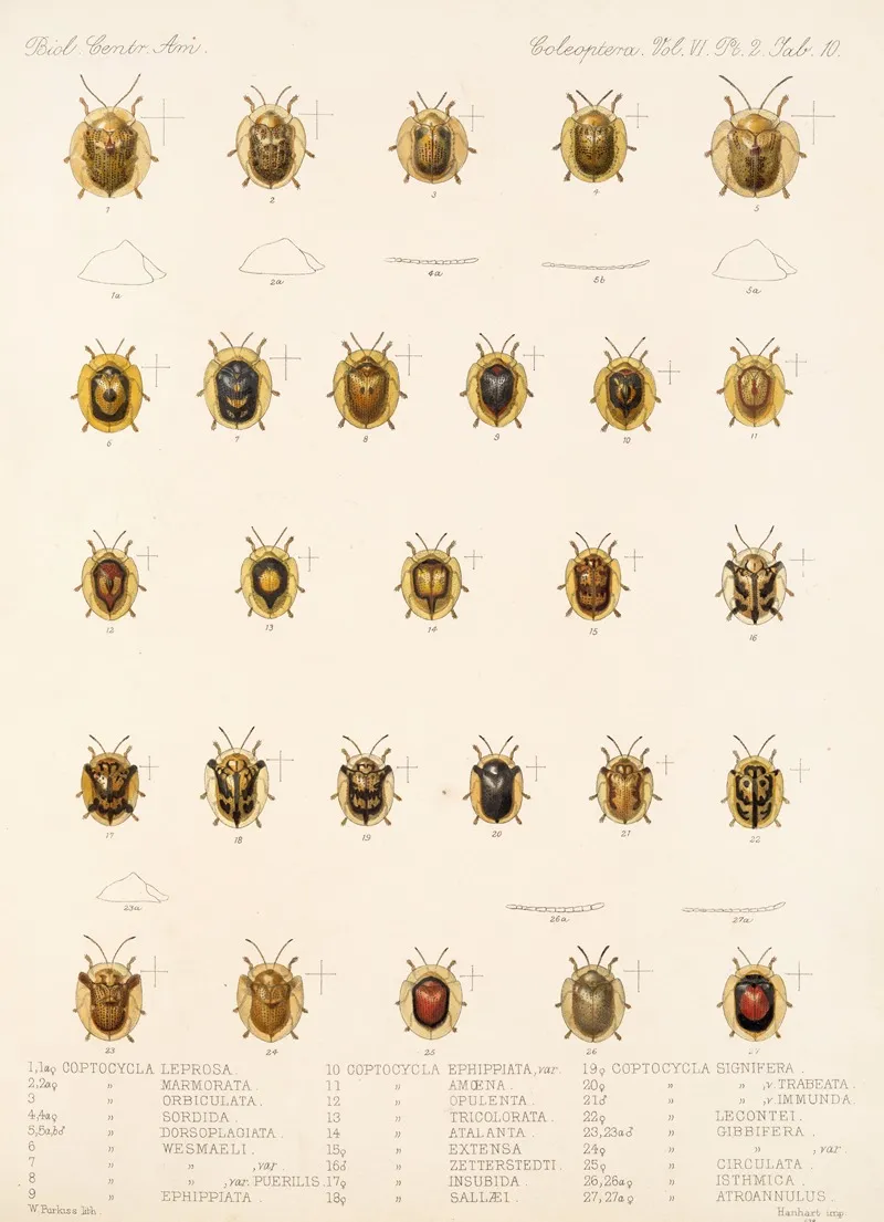 Insecta Coleoptera Pl 285 Wall Art by Frederick DuCane Godman - High-Resolution Digital Print
