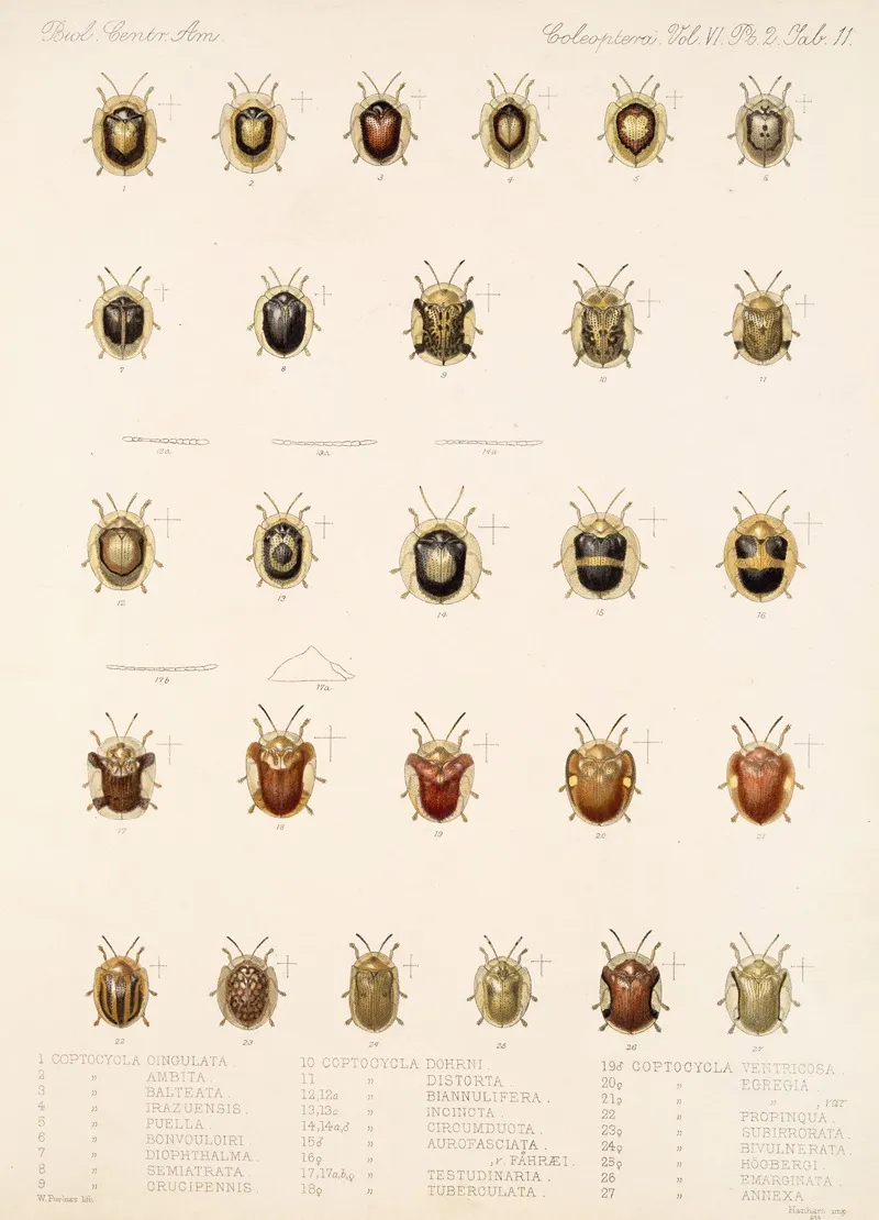 Insecta Coleoptera Pl 286 Wall Art by Frederick DuCane Godman - High-Resolution Digital Print