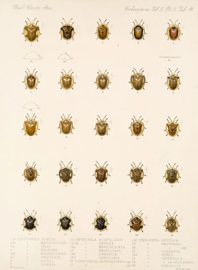 Insecta Coleoptera Pl 287 Wall Art by Frederick DuCane Godman - High-Resolution Digital Print