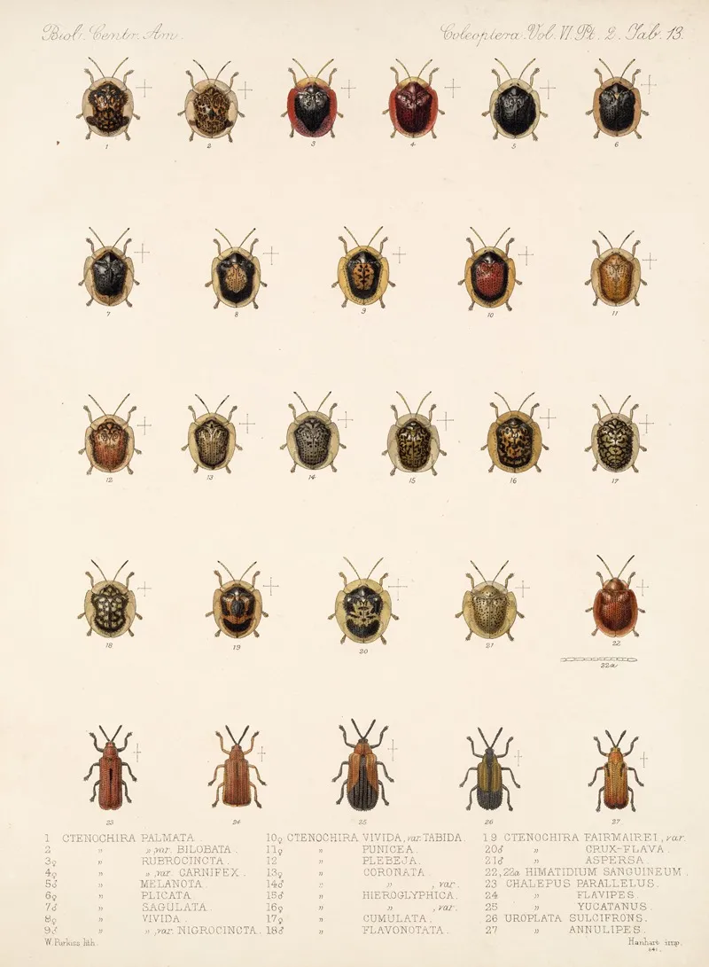 Insecta Coleoptera Pl 288 Wall Art by Frederick DuCane Godman - High-Resolution Digital Print