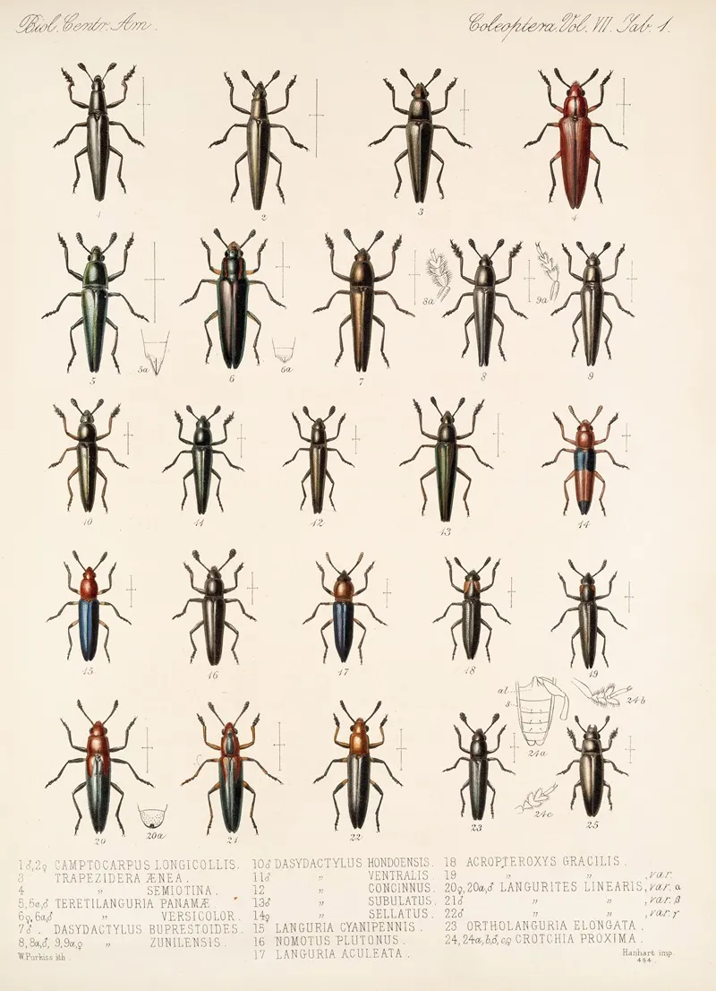 Insecta Coleoptera Pl 289 Wall Art by Frederick DuCane Godman - High-Resolution Digital Print