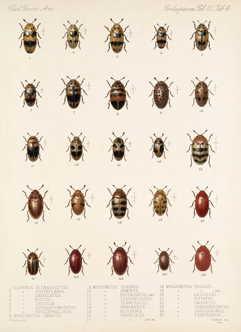 Insecta Coleoptera Pl 291 Wall Art by Frederick DuCane Godman - High-Resolution Digital Print