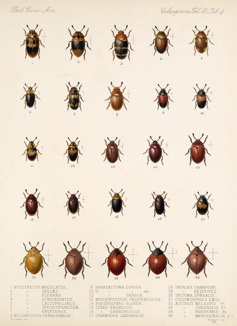 Insecta Coleoptera Pl 292 Wall Art by Frederick DuCane Godman - High-Resolution Digital Print