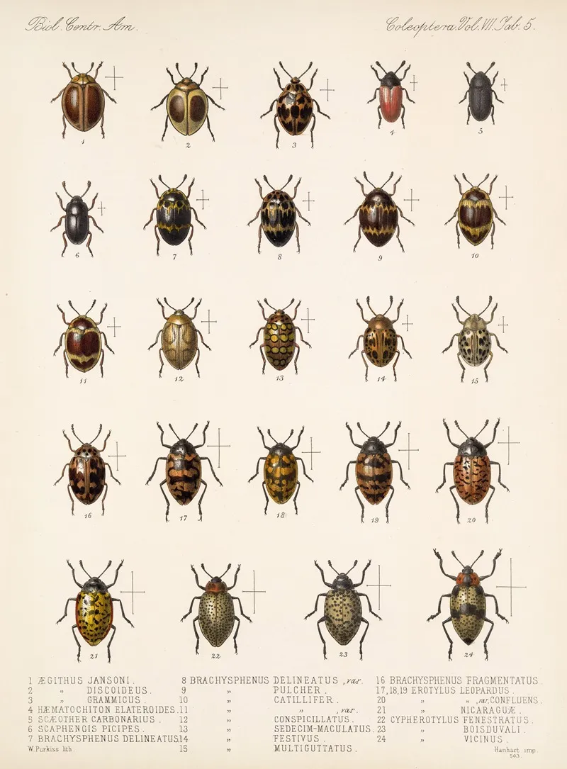 Insecta Coleoptera Pl 293 Wall Art by Frederick DuCane Godman - High-Resolution Digital Print