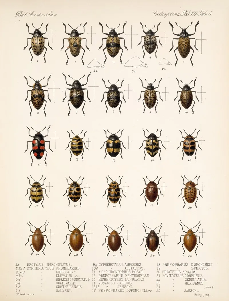 Insecta Coleoptera Pl 294 Wall Art by Frederick DuCane Godman - High-Resolution Digital Print
