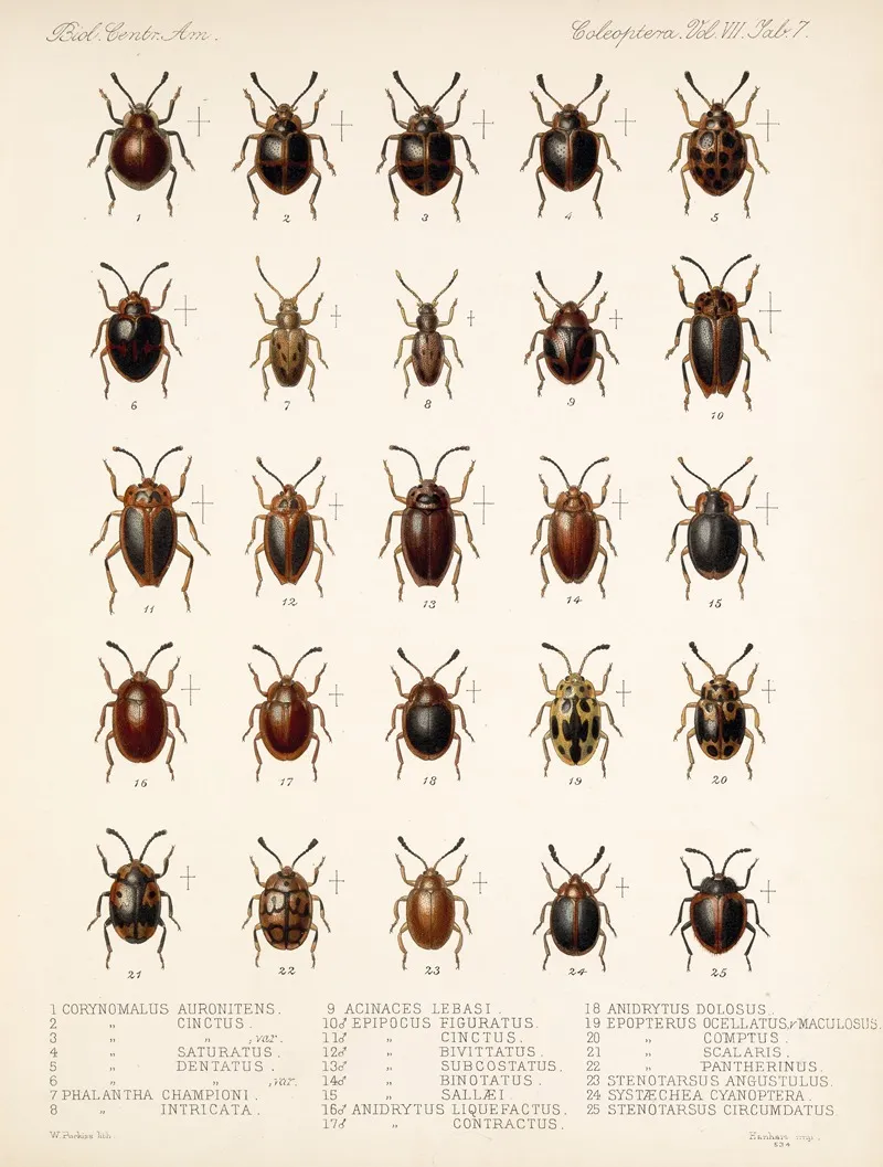 Insecta Coleoptera Pl 295 Wall Art by Frederick DuCane Godman - High-Resolution Digital Print