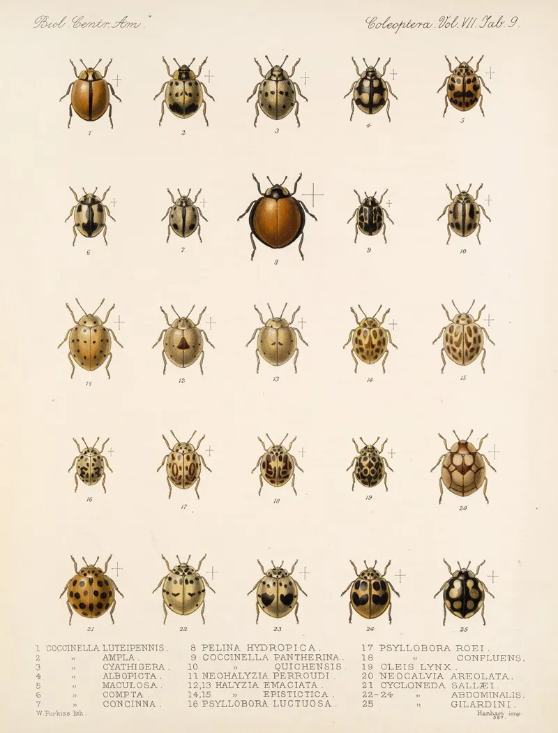 Insecta Coleoptera Pl 297 Wall Art by Frederick DuCane Godman - High-Resolution Digital Print