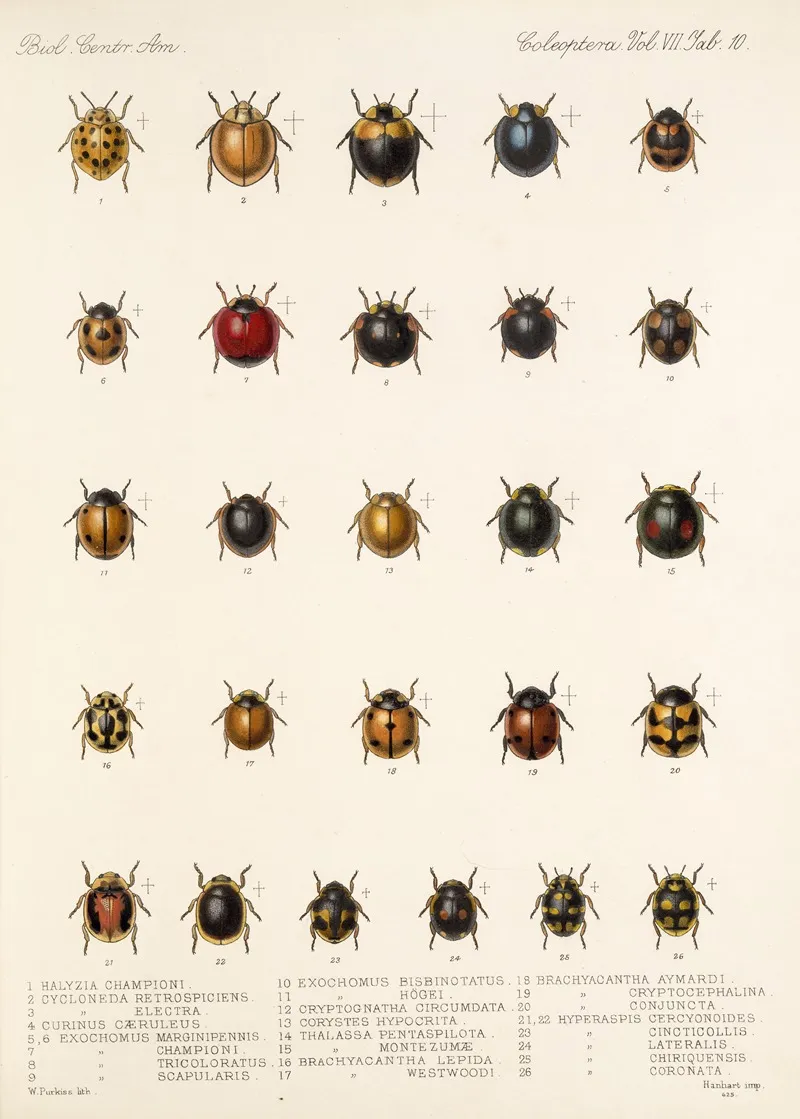 Insecta Coleoptera Pl 298 Wall Art by Frederick DuCane Godman - High-Resolution Digital Print
