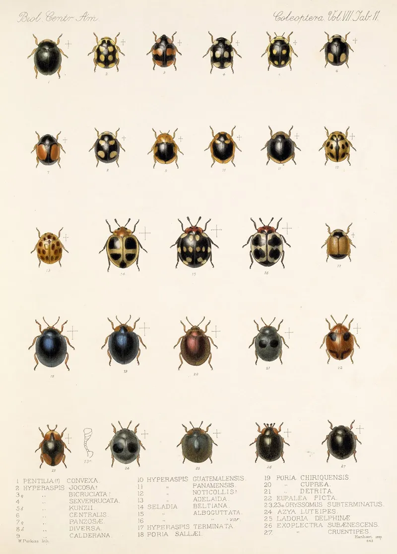 Insecta Coleoptera Pl 299 Wall Art by Frederick DuCane Godman - High-Resolution Digital Print