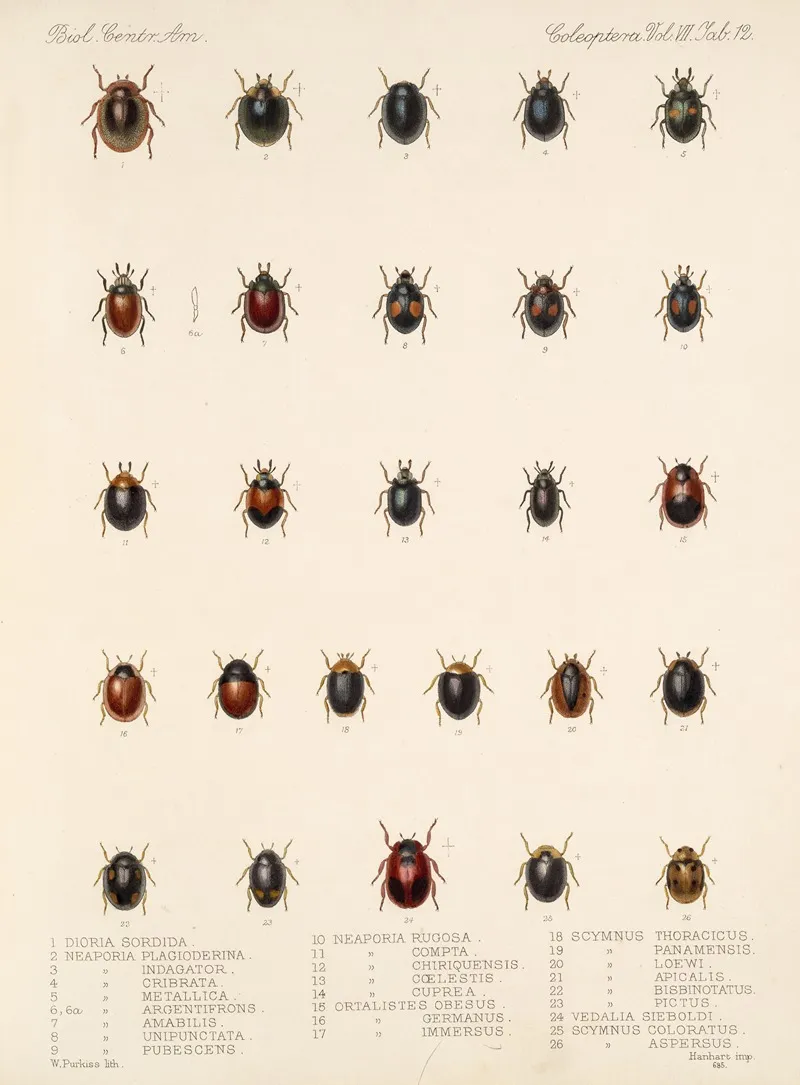 Insecta Coleoptera Pl 300 Wall Art by Frederick DuCane Godman - High-Resolution Digital Print