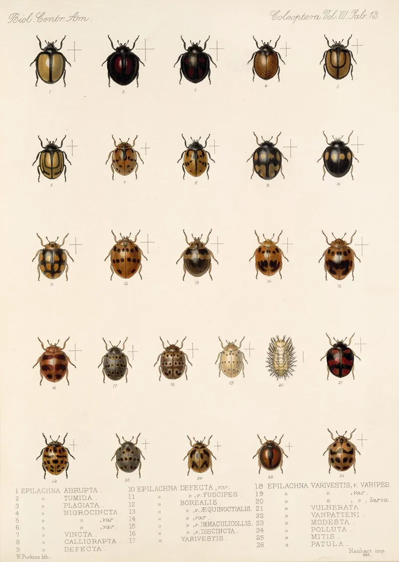 Insecta Coleoptera Pl 301 Wall Art by Frederick DuCane Godman - High-Resolution Digital Print