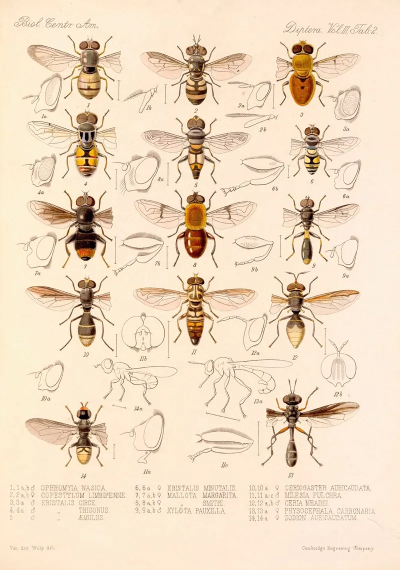 Insecta Diptera Pl 02 Wall Art by Frederick DuCane Godman - High-Resolution Digital Print