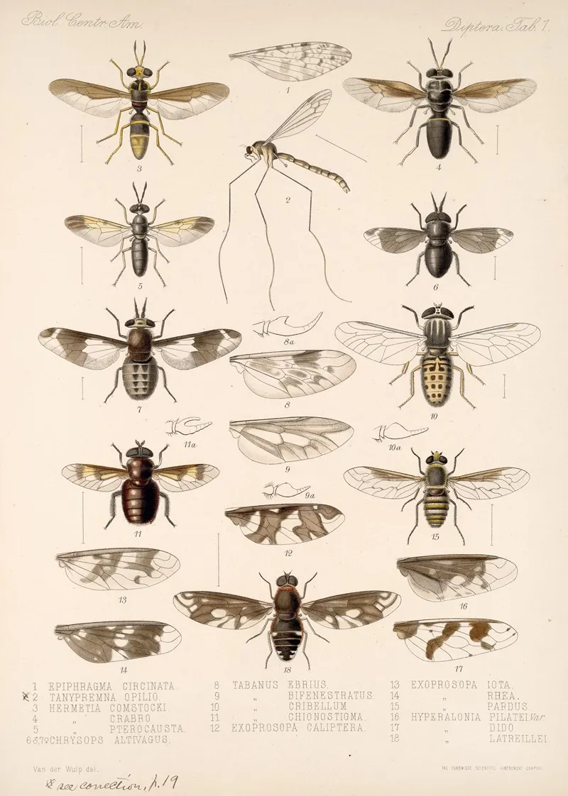 Insecta Diptera Pl 03 Wall Art by Frederick DuCane Godman - High-Resolution Digital Print