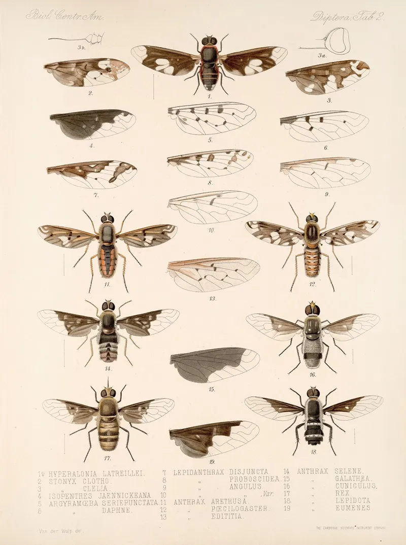 Insecta Diptera Pl 04 Wall Art by Frederick DuCane Godman - High-Resolution Digital Print