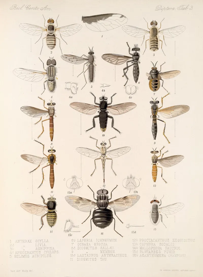 Insecta Diptera Pl 05 Wall Art by Frederick DuCane Godman - High-Resolution Digital Print